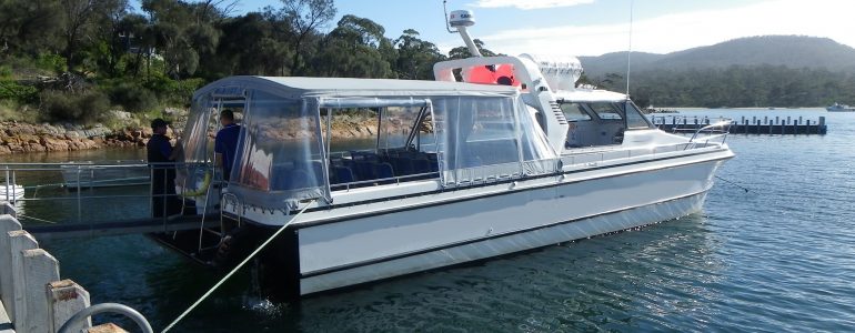 Commercial Noosa Cat